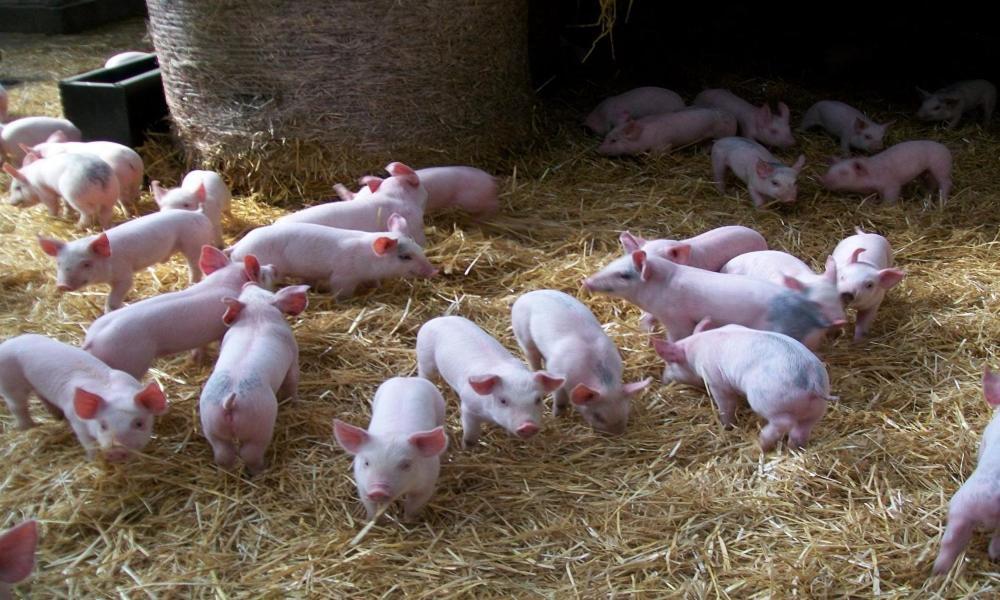 مبيت وإفطار بارنارد كاسيل Lily Hill Farm المظهر الخارجي الصورة